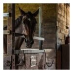 Apple-Flavored Supplement for Horses - Image 2